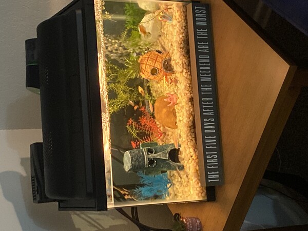 the bnb’s fishtank was spongebob themed.